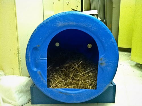 Easy To House Train Dogs Easy To House Train Dogs