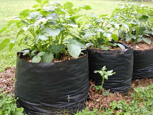 How To Grow Potatoes In A Bag - Mental Scoop