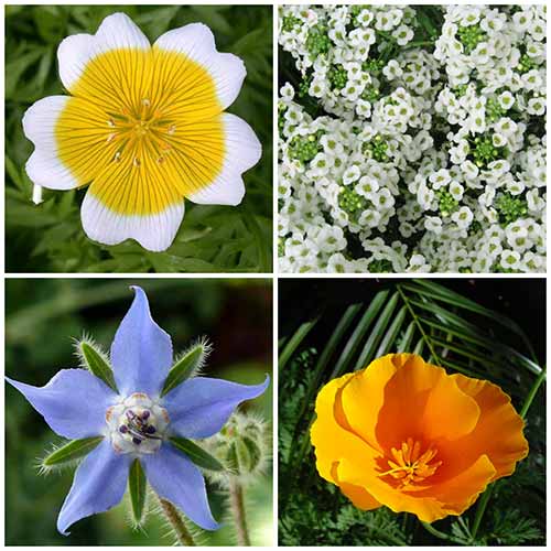 8 Gorgeous Plants That Self-Seed Year After Year - Mental Scoop