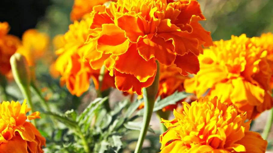 20 Ways to Deter Rabbits from Eating Your Garden Mental Scoop