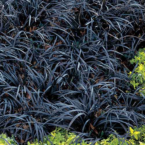 15 Best Black Flowers To Add Depth And Drama To Your Garden - Mental Scoop