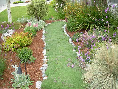 planting elfin thyme between pavers planting elfin thyme between pavers