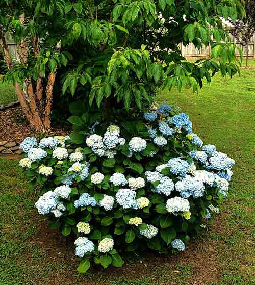 Bloom Time For Limelight Hydrangea - Limelight Hydrangea Care