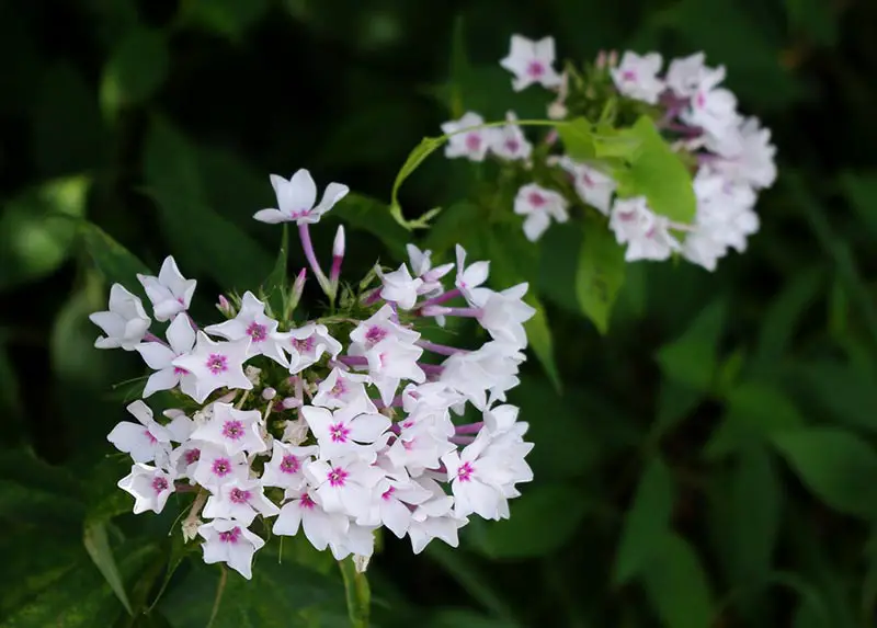 Want to Attract Butterflies? You Need These 8 Plants! Mental Scoop