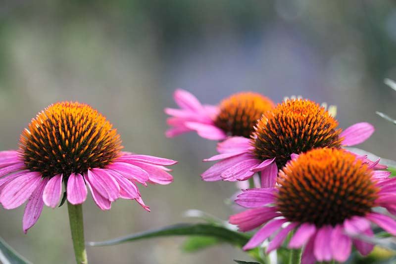purple coneflower uses purple coneflower uses