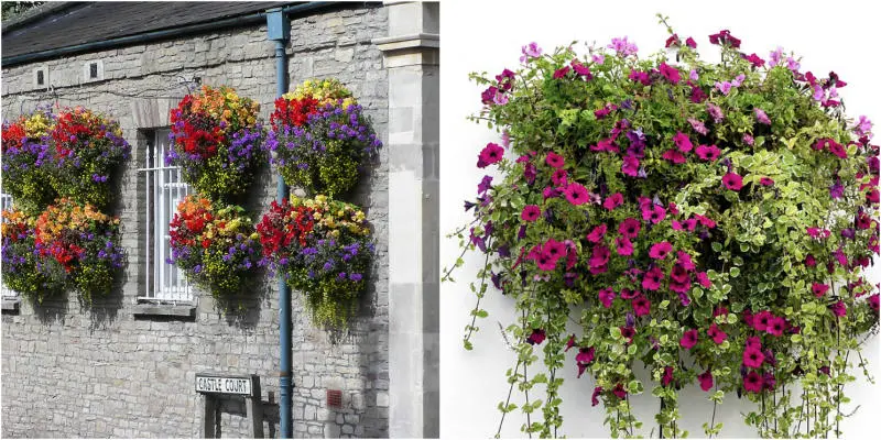 Top 10 Flowers That Look Stunning in Hanging Baskets This Fall