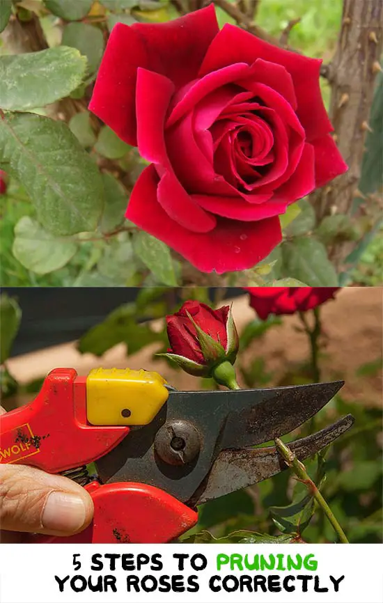 5 Steps to Pruning Your Roses Correctly Mental Scoop