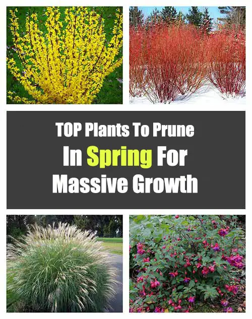 Top Plants to Prune in Spring - Mental Scoop