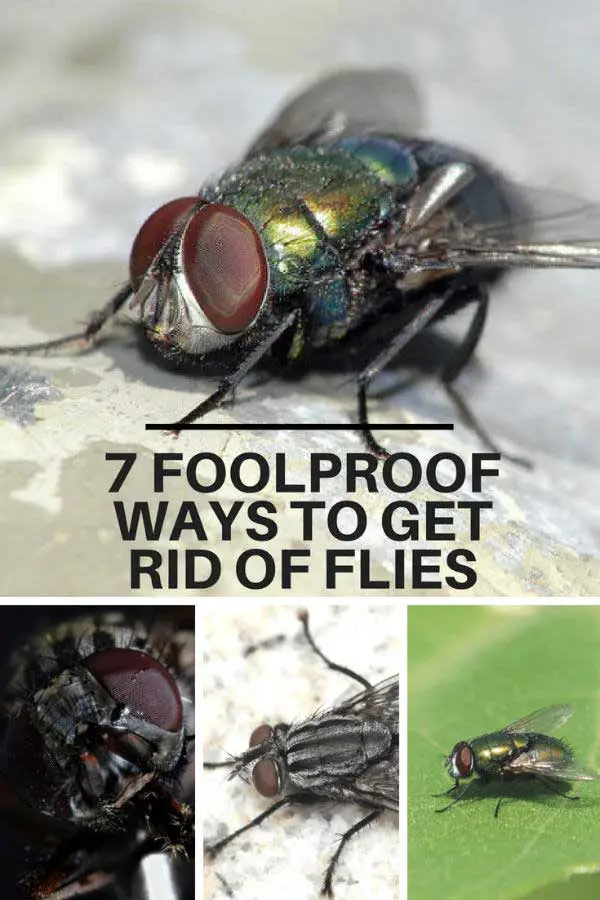 How to Get Rid of House Flies