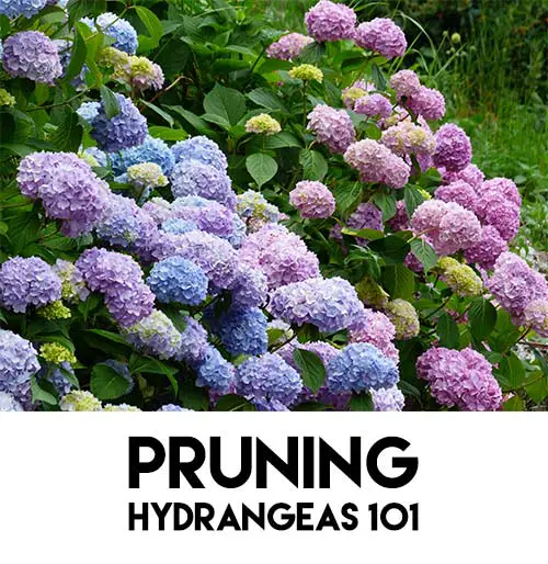 Pruning Hydrangeas 101 Mental Scoop