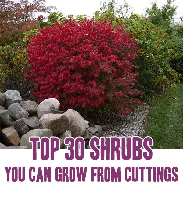 Top 30 Shrubs You Can Grow From Cuttings Mental Scoop