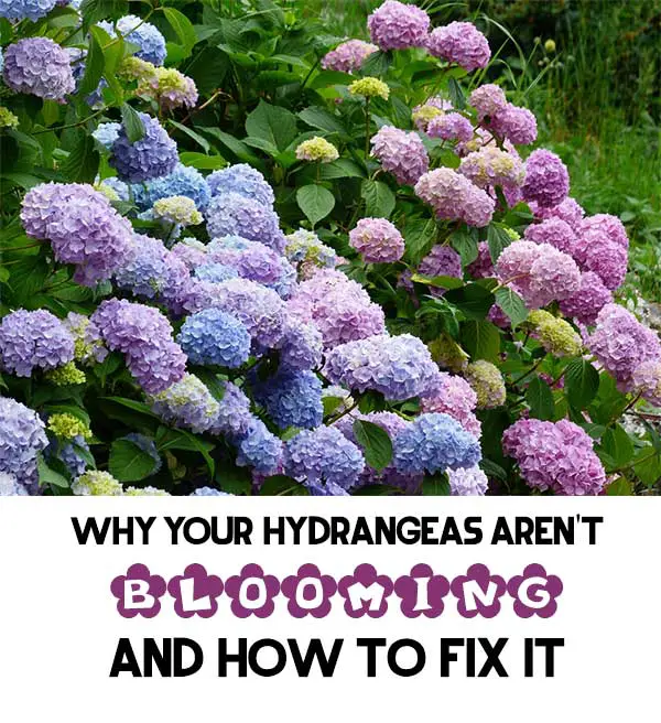 Why Your Hydrangeas Aren't Blooming and HOW To FIX It Mental Scoop