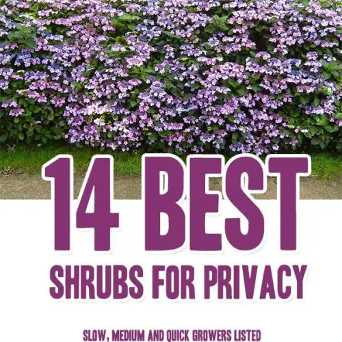 10 Cheap Plants / Trees Perfect For Outdoor Privacy Mental Scoop