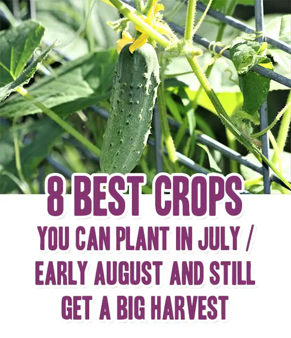 8BestCropsYouCanPlantInJulyEarlyAugustAndStillGetABigHarvest Mental Scoop