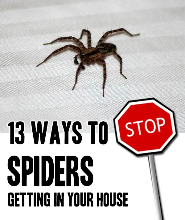 13 Ways To STOP Spiders Getting Into Your House Mental Scoop