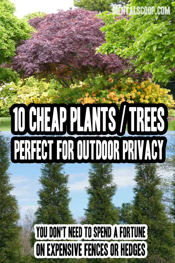 10 Cheap Plants / Trees Perfect For Outdoor Privacy Mental Scoop