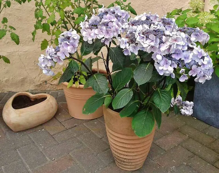 How To Grow Hydrangeas In Pots Mental Scoop