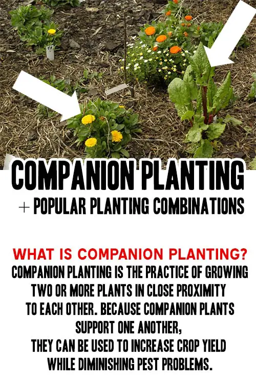 Companion Planting + Popular Planting Combinations - Mental Scoop