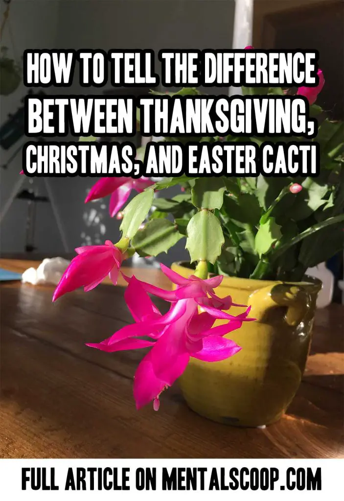 How To Tell The Difference Between Thanksgiving, Christmas, And Easter ...