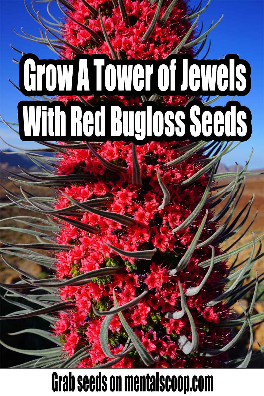 Grow A Tower of Jewels With Red Bugloss Seeds Mental Scoop
