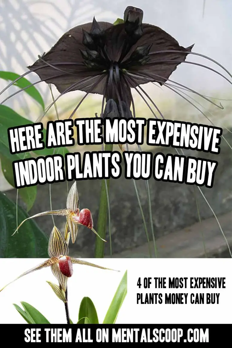 Here Are The Most Expensive Indoor Plants You Can Buy Mental Scoop