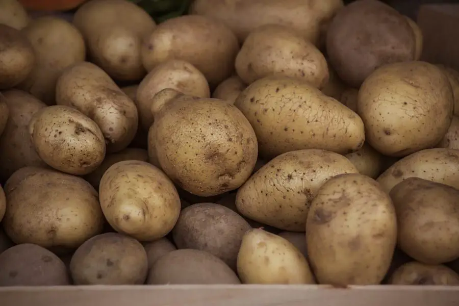 How To Grow Potatoes The NoDig Way Mental Scoop