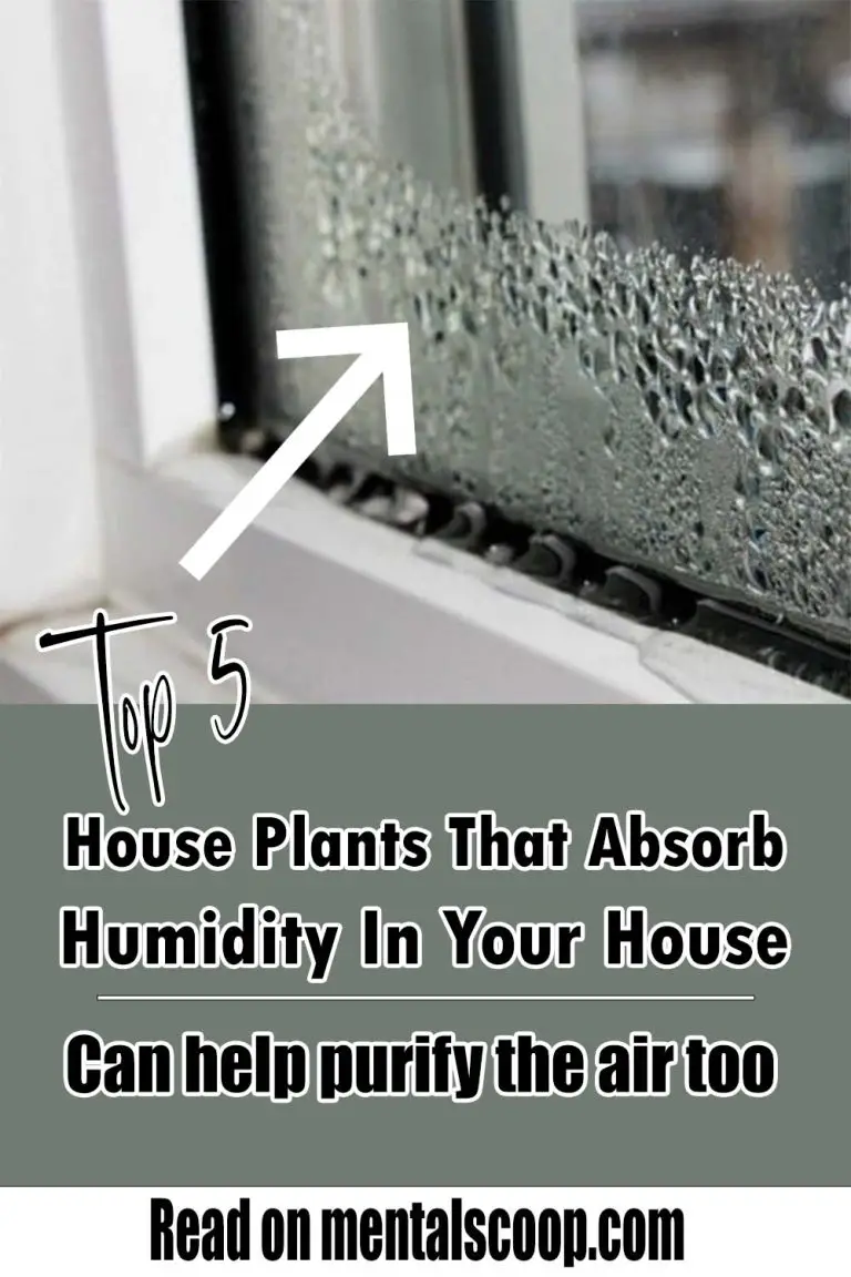 Top 5 House Plants That Absorb Humidity In Your House Mental Scoop