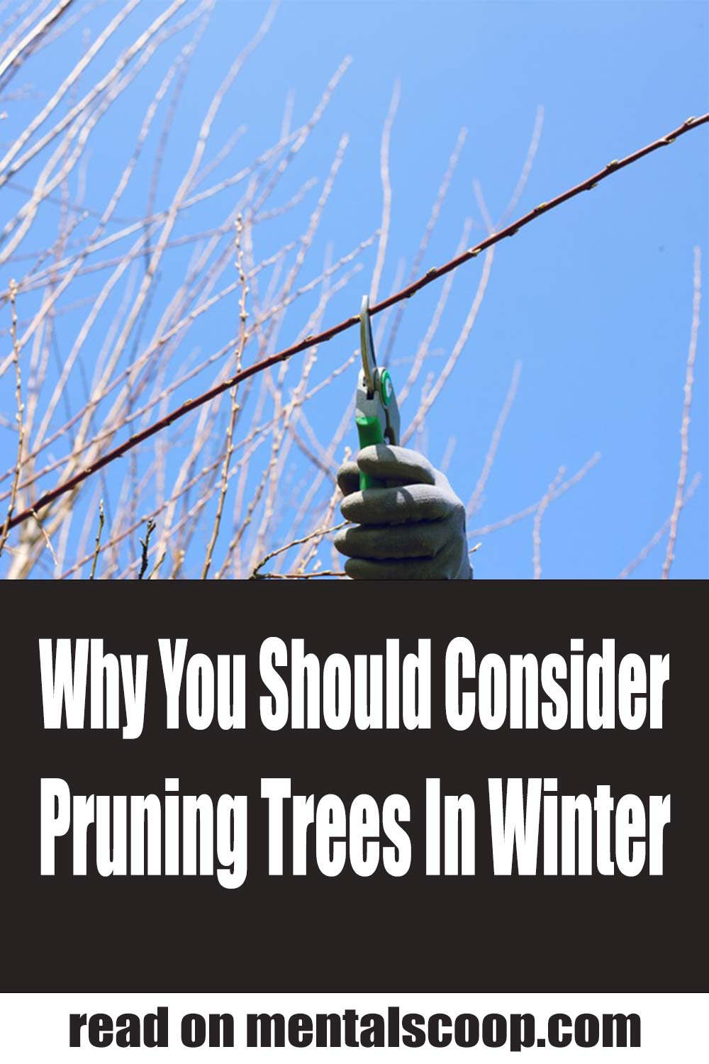 Why You Should Consider Pruning Trees In Winter - Mental Scoop