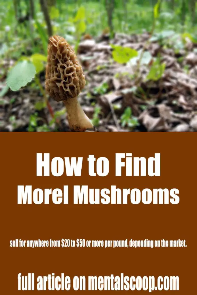 How to Find Morel Mushrooms Mental Scoop