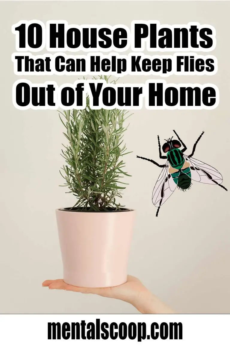 10 House Plants That Can Help Keep Flies Out of Your Home Mental Scoop
