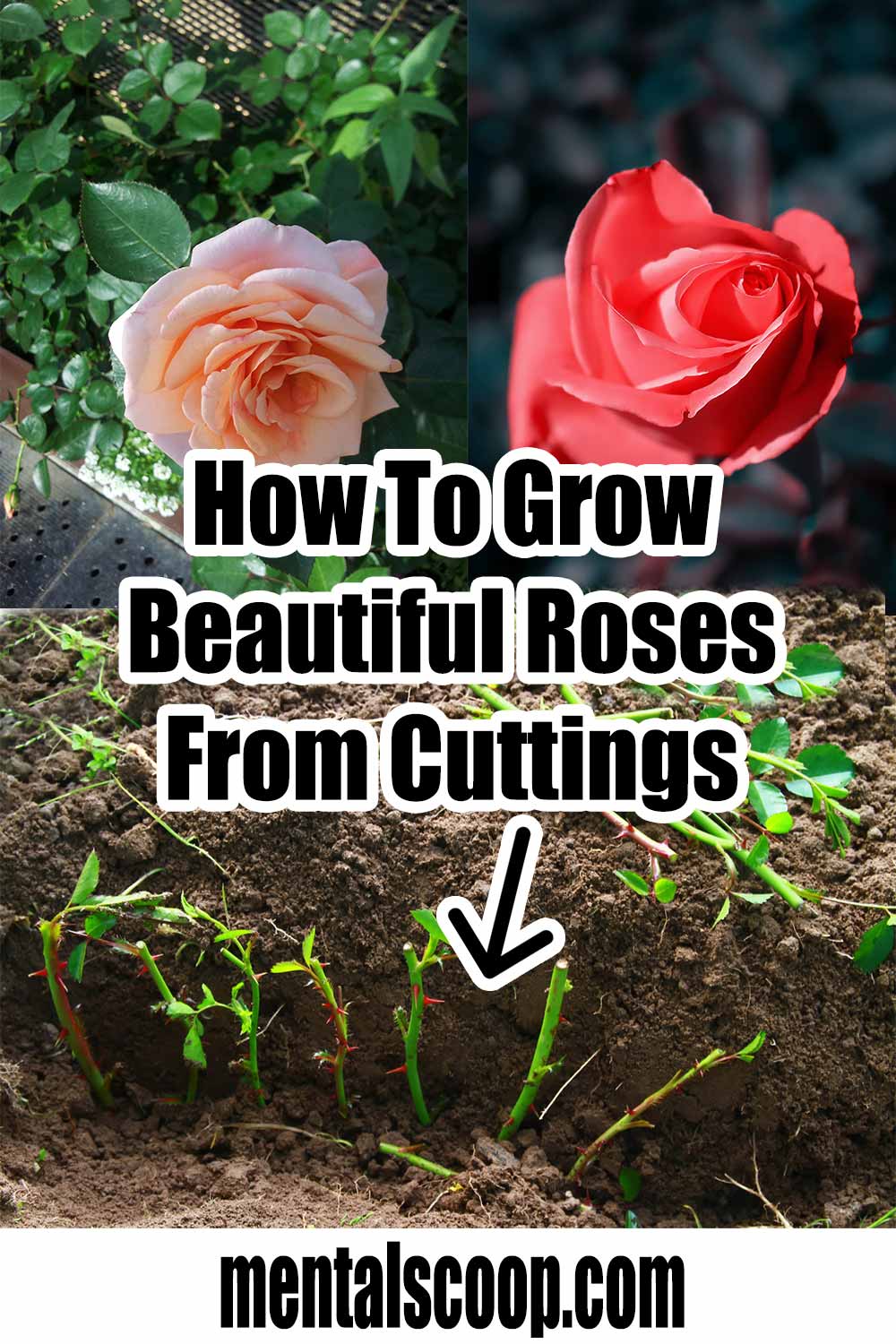 Growing Your Own Rose Bush A StepbyStep Guide to Taking Cuttings