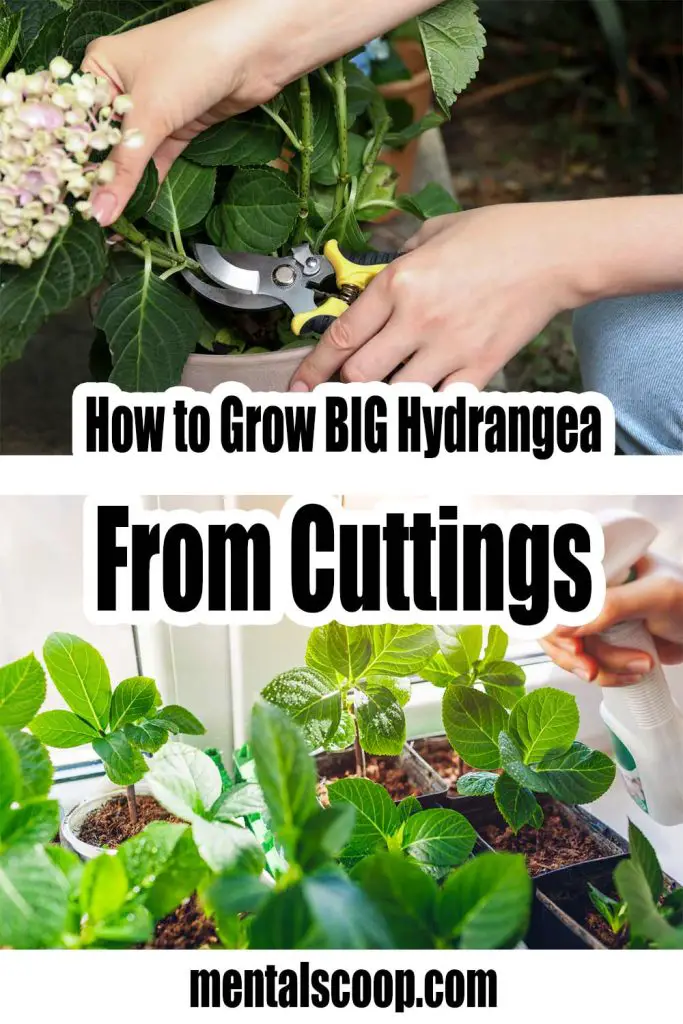 How to Grow Hydrangea from Cuttings Mental Scoop