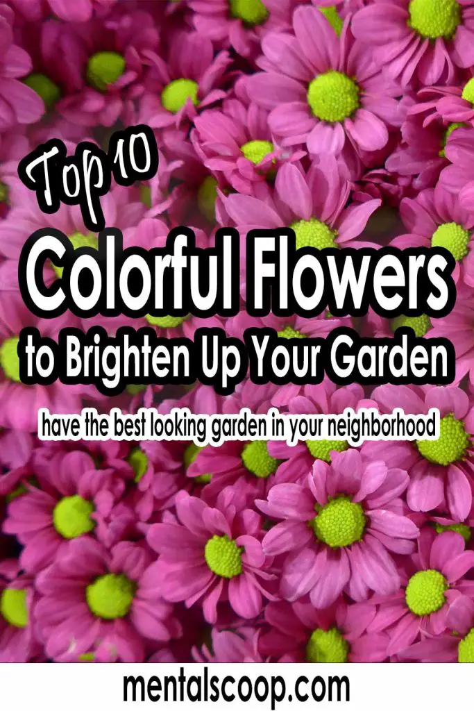 Top 10 Colorful Flowers to Brighten Up Your Garden Mental Scoop