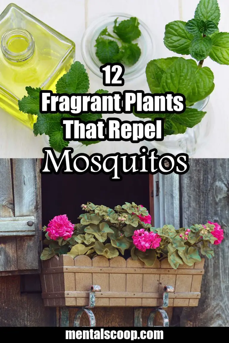 12 Fragrant Plants That Repel Mosquitoes - Mental Scoop