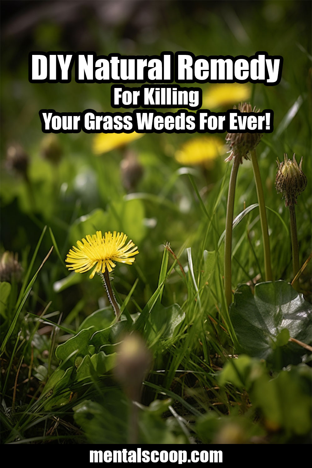DIY Natural Remedy For Killing Your Grass Weeds For Ever! Mental Scoop