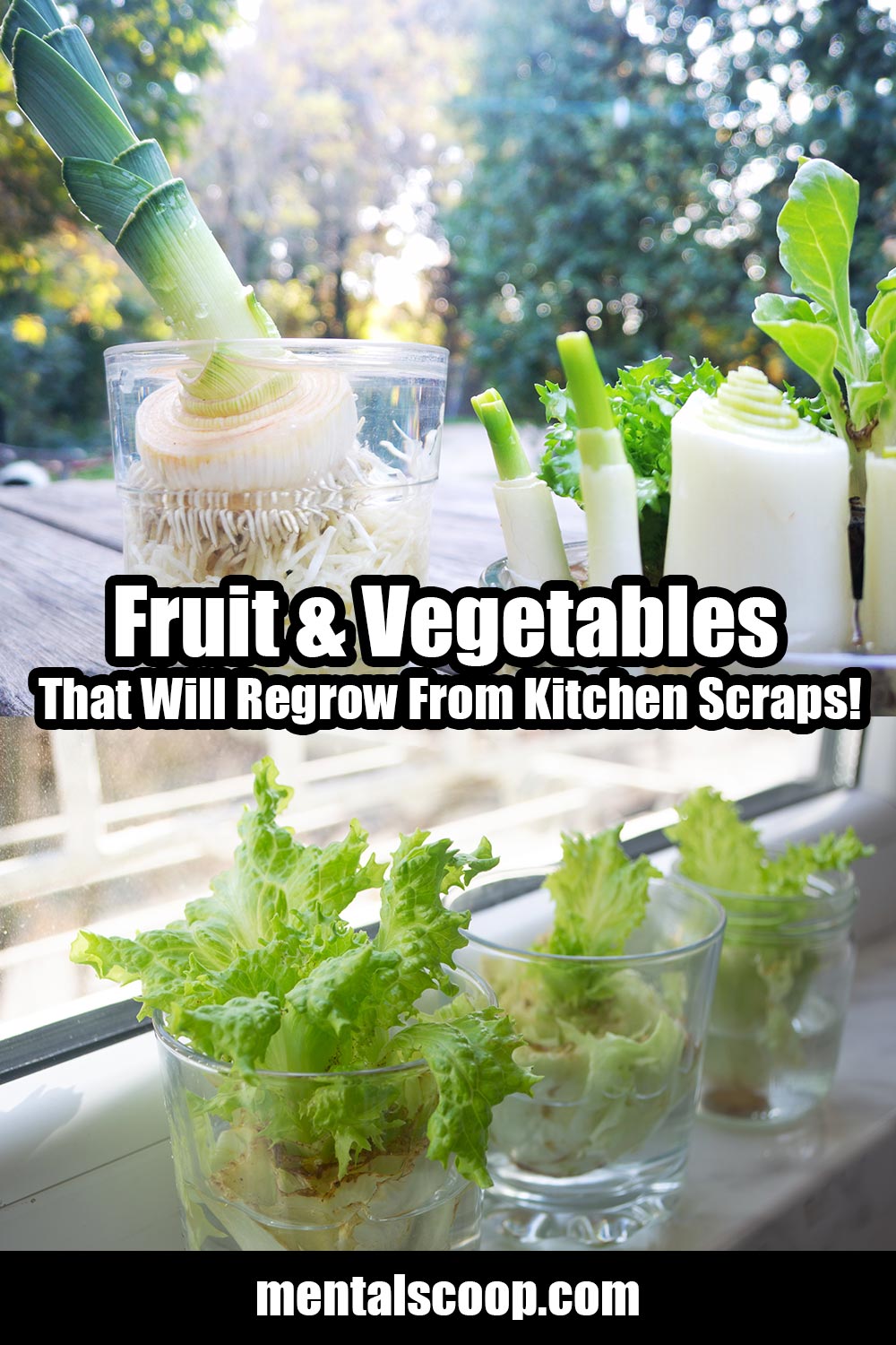 Fruit & Vegetables That Will Regrow From Kitchen Scraps! Mental Scoop