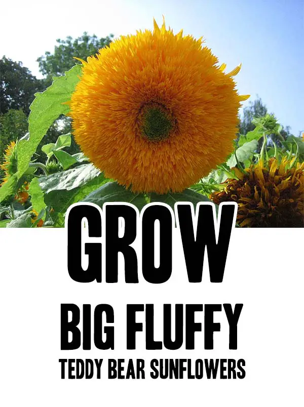 Grow Midnight Oil Pink Sunflowers Mental Scoop