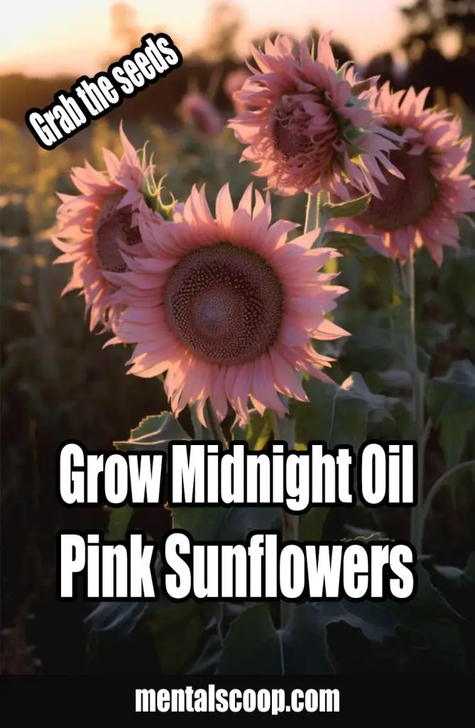 Grow Midnight Oil Pink Sunflowers Mental Scoop
