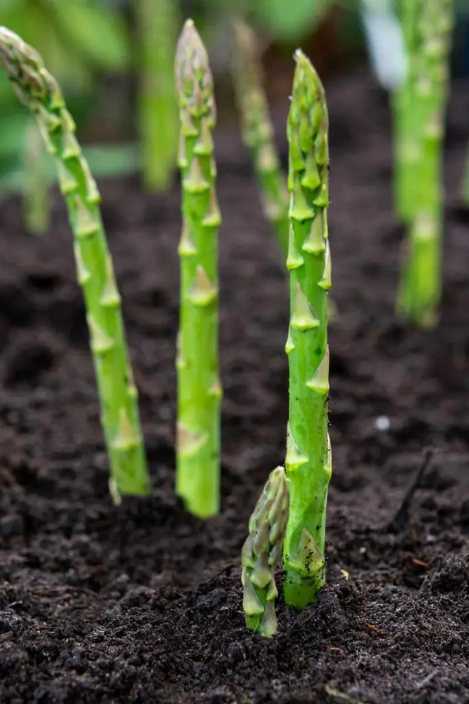 How To Grow BIG Asparagus That TASTE GOOD Mental Scoop