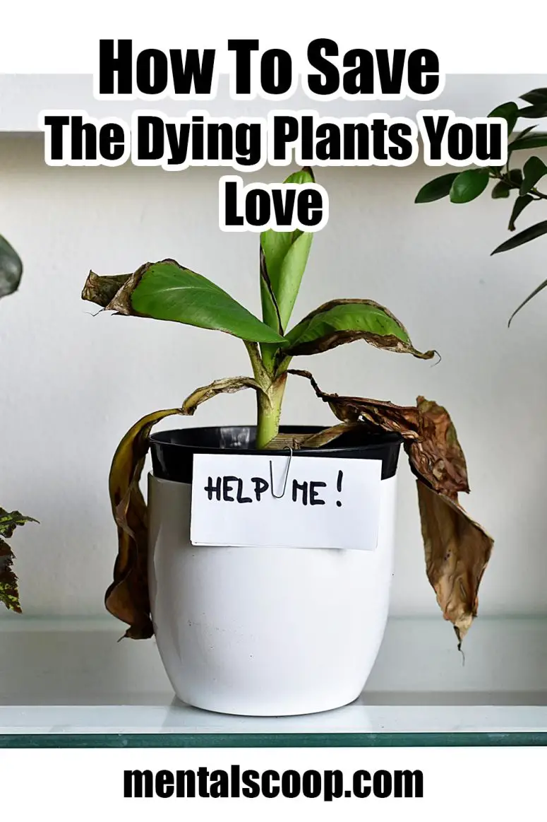How to save the dying plants you love Mental Scoop