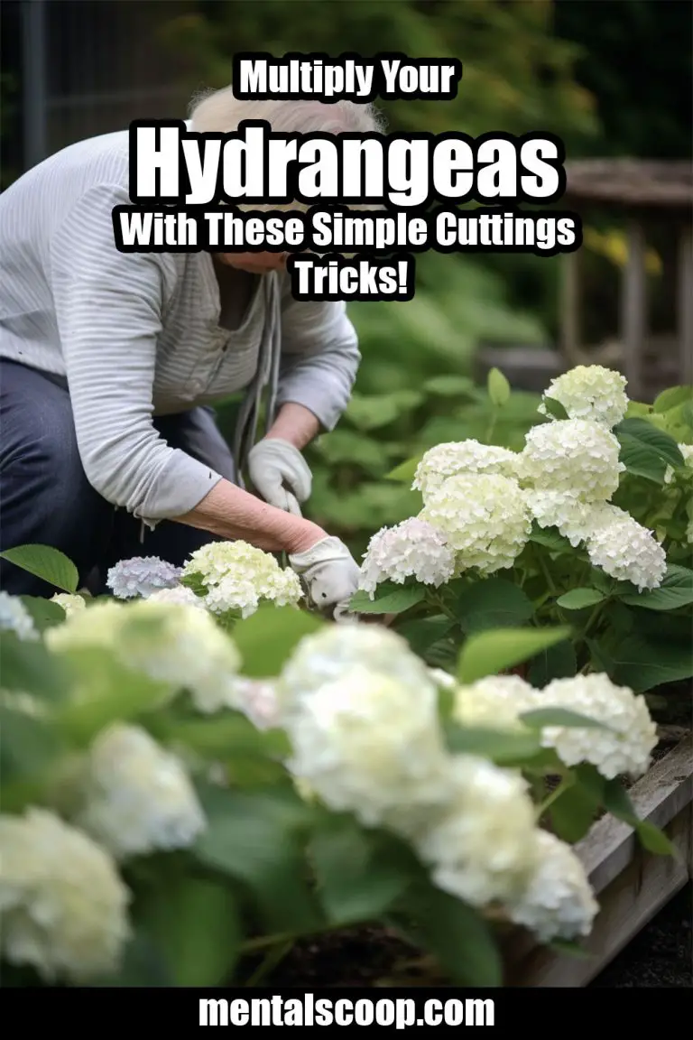Fertilize Your Hydrangeas With These Recipes For An Impressive Bloom