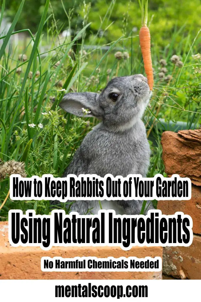 How to Keep Rabbits Out of Your Garden Using Natural Ingredients No