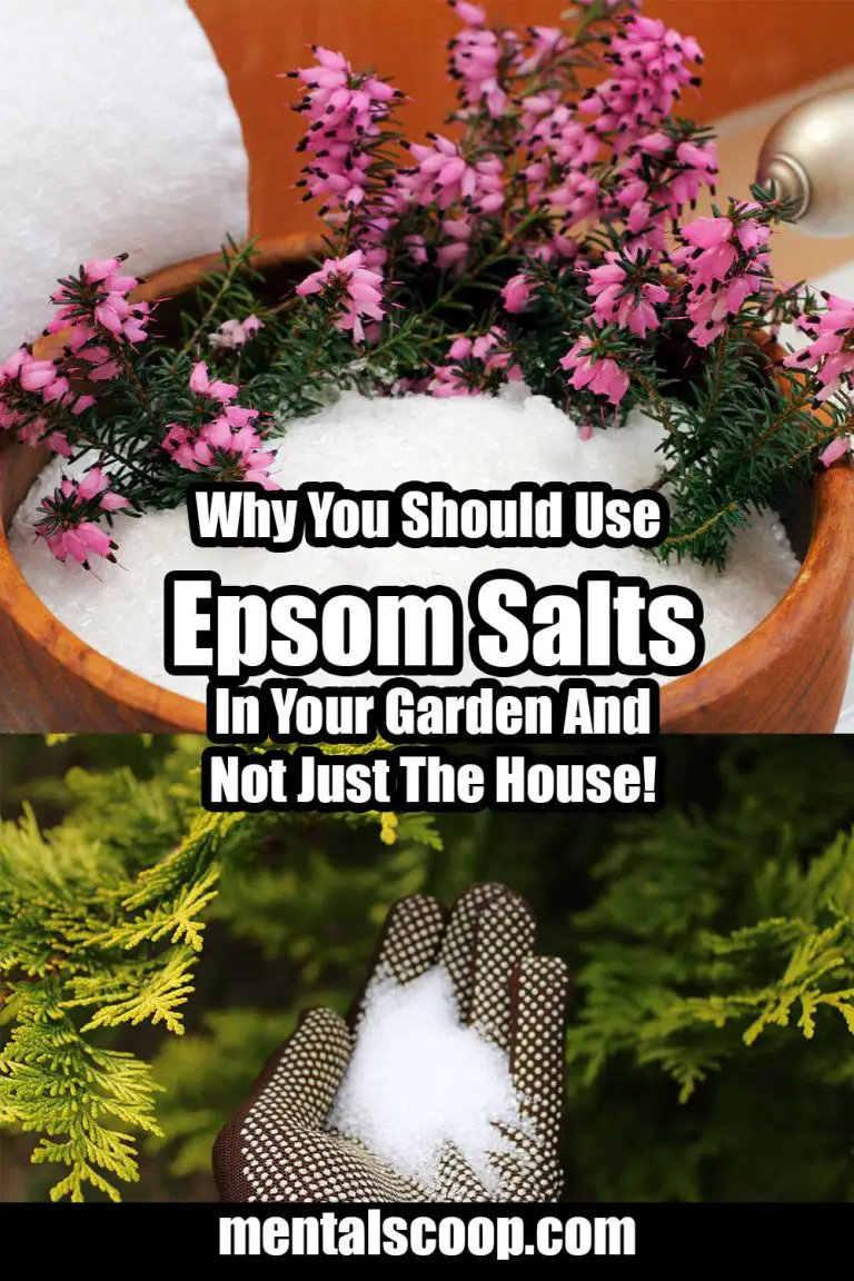 Why You Should Use Epsom Salts In Your Garden And Not Just The House! Mental Scoop