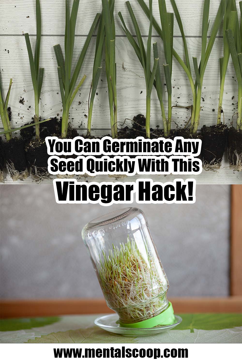 You Can Germinate Any Seed Quickly With This Vinegar Hack! Mental Scoop