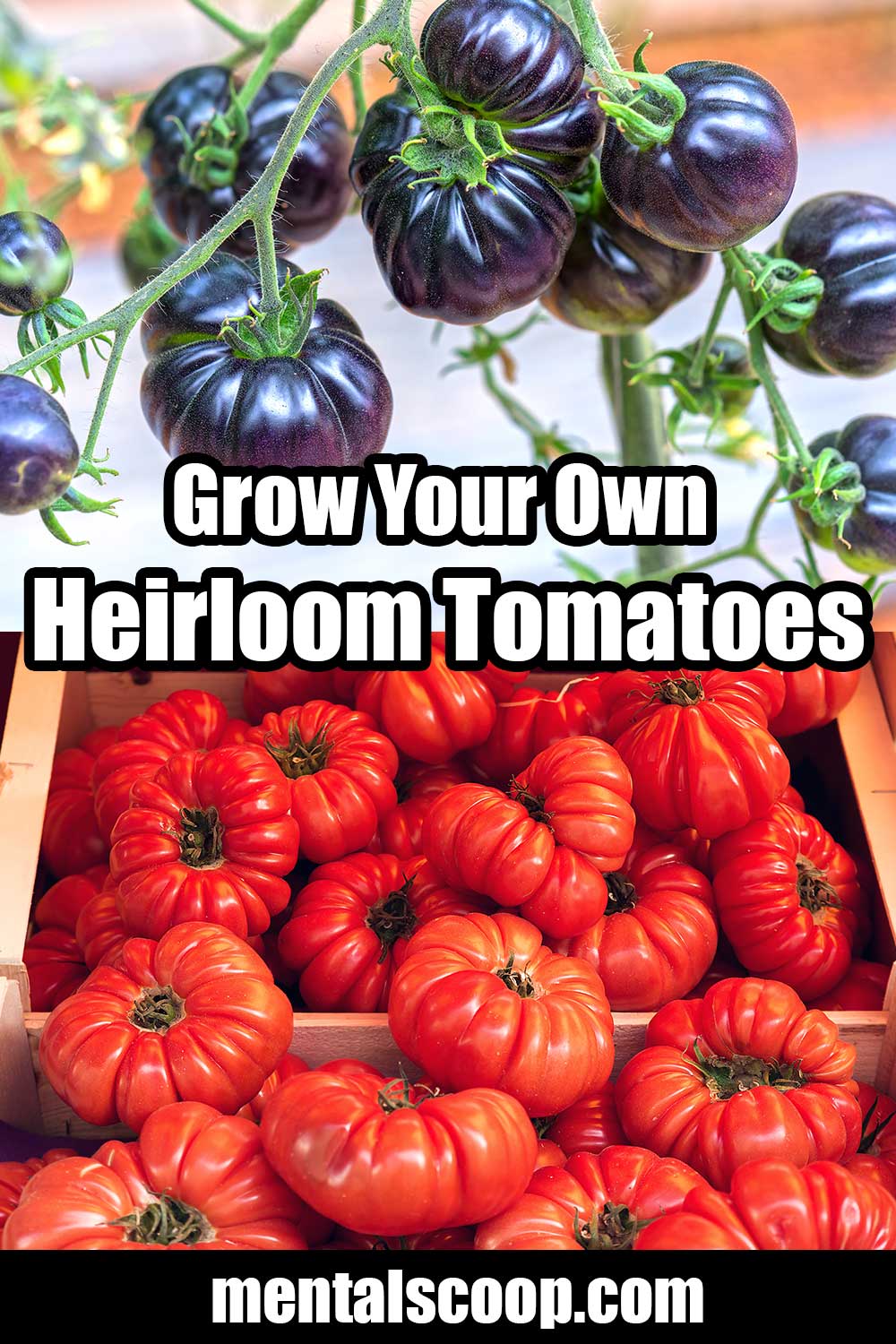 Grow Your Own Heirloom Tomatoes! Mental Scoop