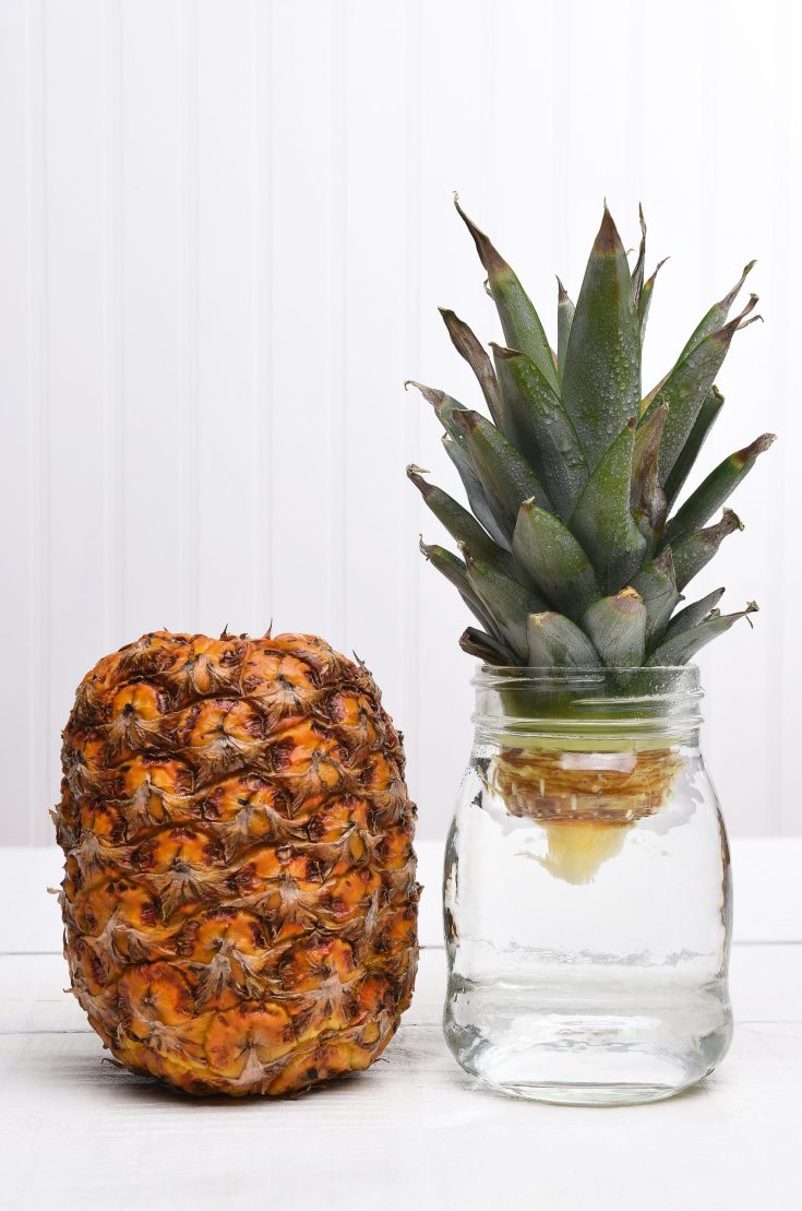 How To Make Pineapple Vinegar & It's Uses!