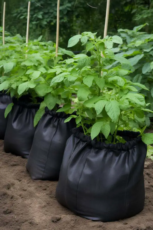 How To Grow Potatoes in a Bag