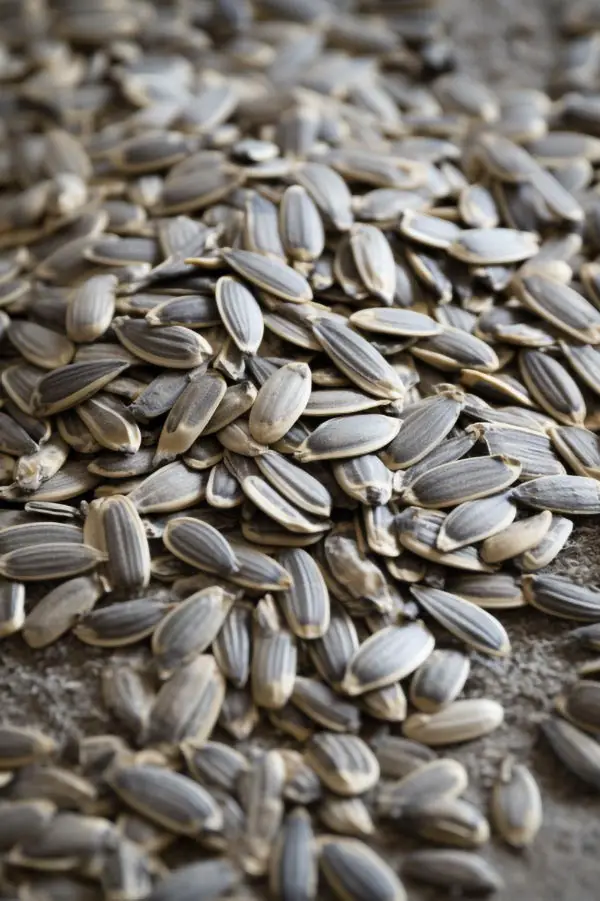 Grow Midnight Oil Pink Sunflowers Mental Scoop