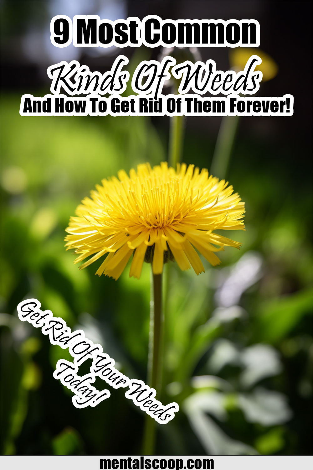 9 Most Common Kinds Of Weeds And How To Get Rid Of Them Forever