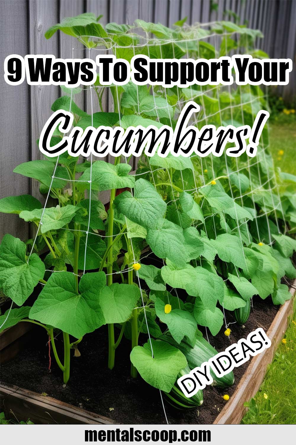 9 Ways To Support Your Cucumbers! Mental Scoop